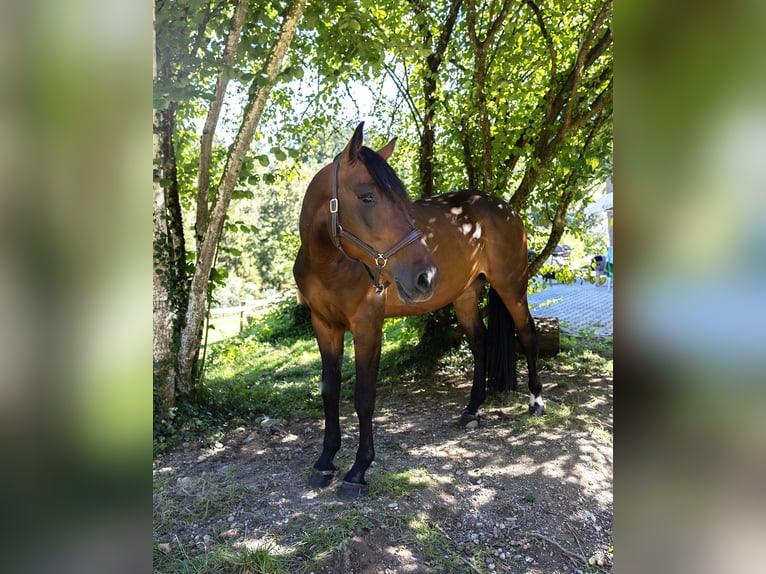 Hongaars sportpaard Ruin 6 Jaar 165 cm Bruin in Pittenhart
