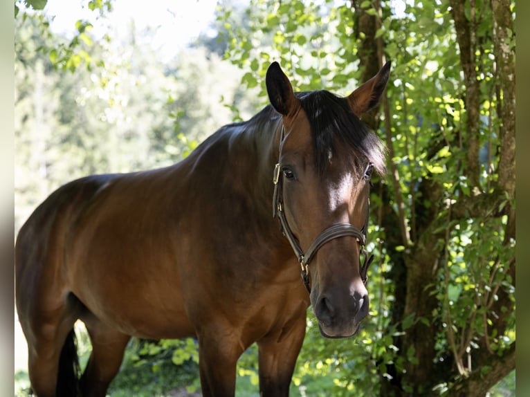 Hongaars sportpaard Ruin 6 Jaar 165 cm Bruin in Pittenhart