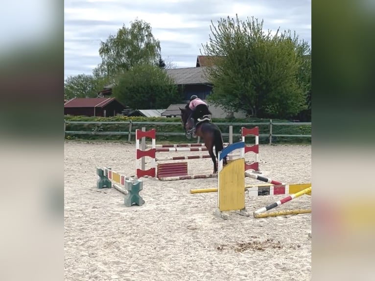 Hongaars sportpaard Ruin 6 Jaar 165 cm Bruin in Pittenhart