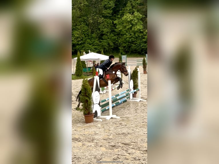 Hongaars sportpaard Ruin 6 Jaar 165 cm Bruin in Pittenhart