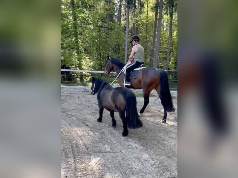 Hongaars sportpaard Ruin 6 Jaar 165 cm Bruin in Pittenhart