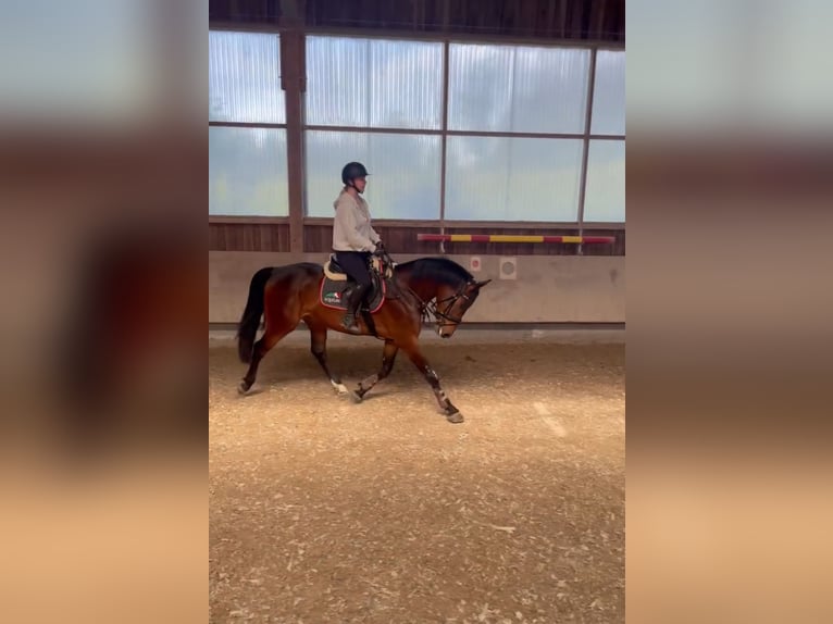 Hongaars sportpaard Ruin 6 Jaar 165 cm Bruin in Pittenhart