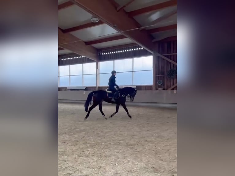 Hongaars sportpaard Ruin 6 Jaar 165 cm Bruin in Pittenhart