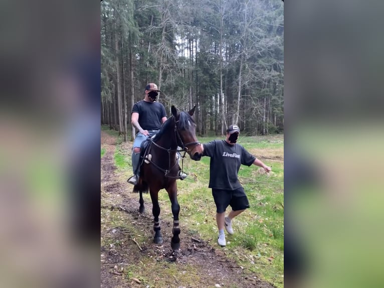 Hongaars sportpaard Ruin 6 Jaar 165 cm Bruin in Pittenhart