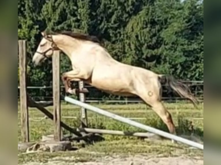 Hongaars sportpaard Ruin 6 Jaar 165 cm Buckskin in Marcali