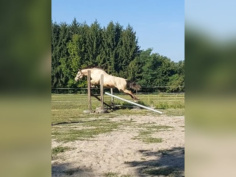 Hongaars sportpaard Ruin 6 Jaar 165 cm Buckskin in Marcali