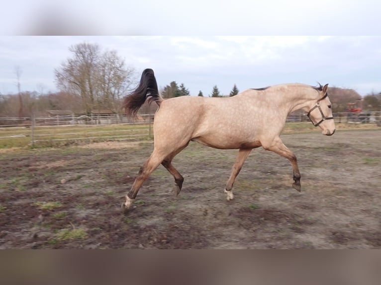 Hongaars sportpaard Ruin 6 Jaar 165 cm Buckskin in Marcali