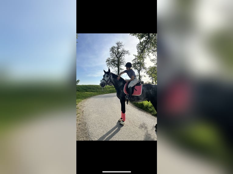 Hongaars sportpaard Ruin 6 Jaar 167 cm Schimmel in St. Valentin