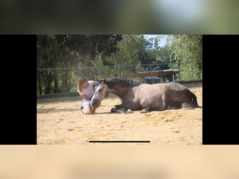 Hongaars sportpaard Ruin 6 Jaar 167 cm Schimmel in St. Valentin