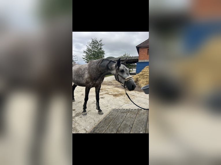 Hongaars sportpaard Ruin 6 Jaar 167 cm Schimmel in St. Valentin