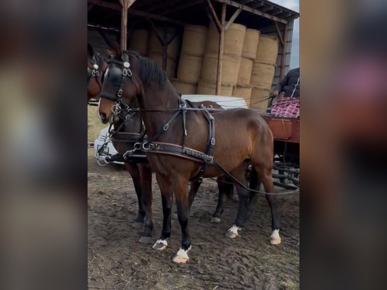 Hongaars sportpaard Ruin 6 Jaar 170 cm Roodbruin in Tass