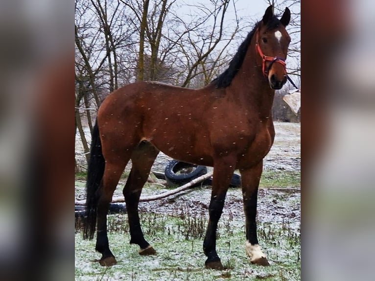 Hongaars sportpaard Ruin 6 Jaar 175 cm Bruin in Csabacsüd