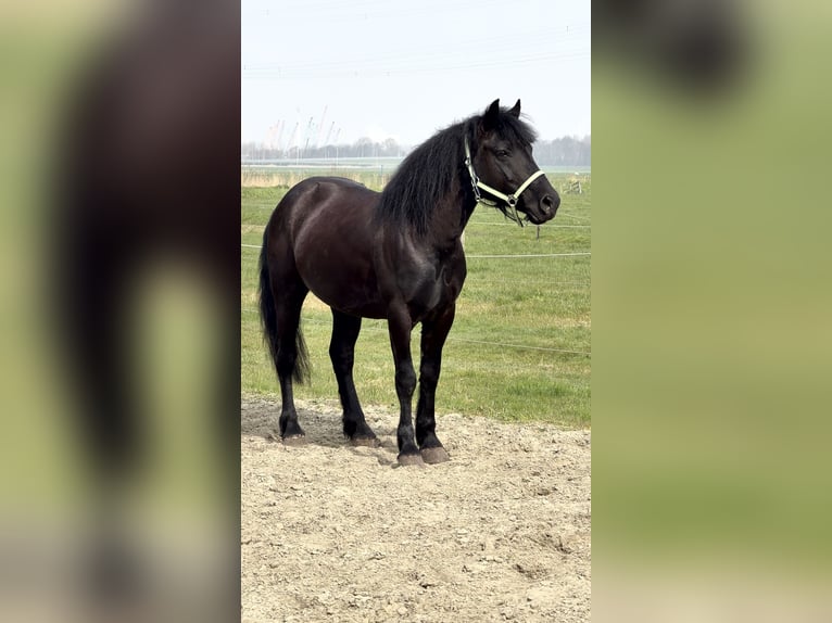 Hongaars sportpaard Ruin 7 Jaar 143 cm Zwartbruin in Zwartewaal