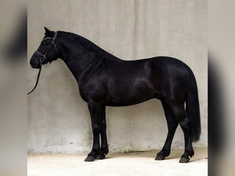 Hongaars sportpaard Mix Ruin 7 Jaar 144 cm Zwart in Zwartewaal