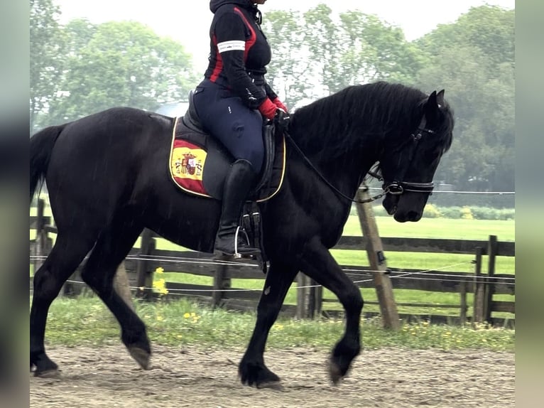 Hongaars sportpaard Mix Ruin 7 Jaar 144 cm Zwart in Zwartewaal