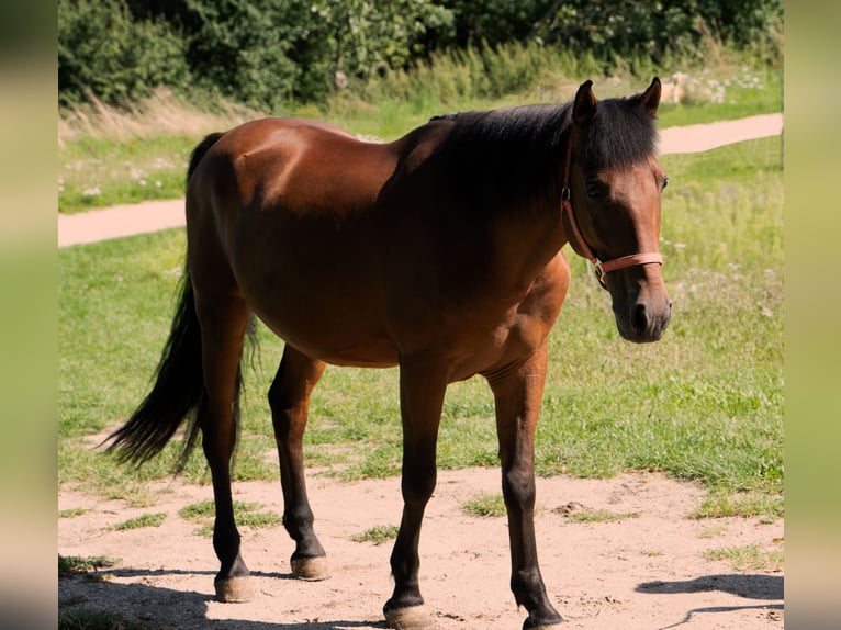 Hongaars sportpaard Mix Ruin 7 Jaar 148 cm Brauner in EllingenEllingen