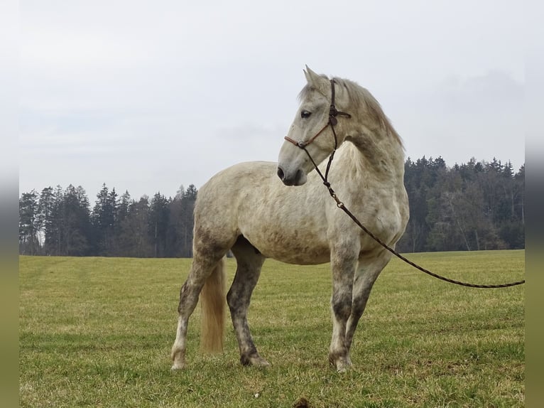 Hongaars sportpaard Ruin 7 Jaar 155 cm Schimmel in Ravensburg