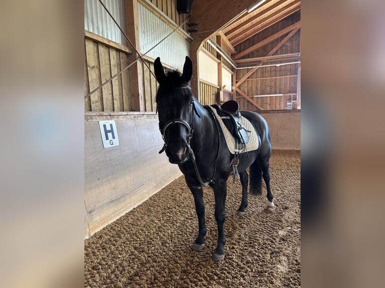 Hongaars sportpaard Mix Ruin 7 Jaar 157 cm Zwart in Vilgertshofen