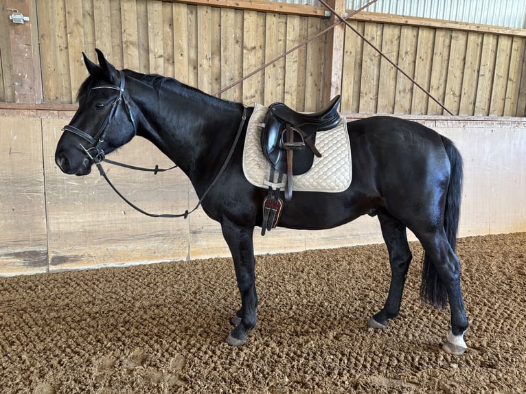 Hongaars sportpaard Mix Ruin 7 Jaar 157 cm Zwart in Vilgertshofen