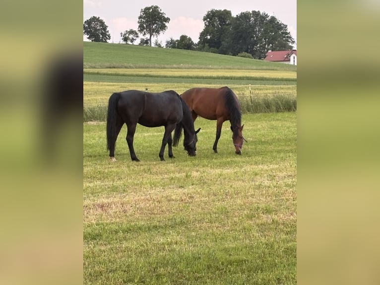 Hongaars sportpaard Mix Ruin 7 Jaar 157 cm Zwart in Vilgertshofen