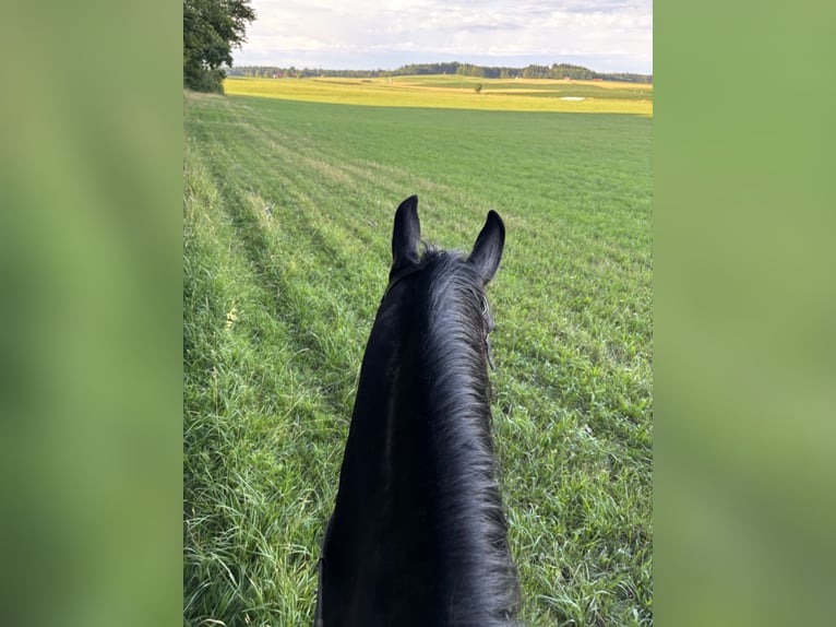 Hongaars sportpaard Mix Ruin 7 Jaar 157 cm Zwart in Vilgertshofen