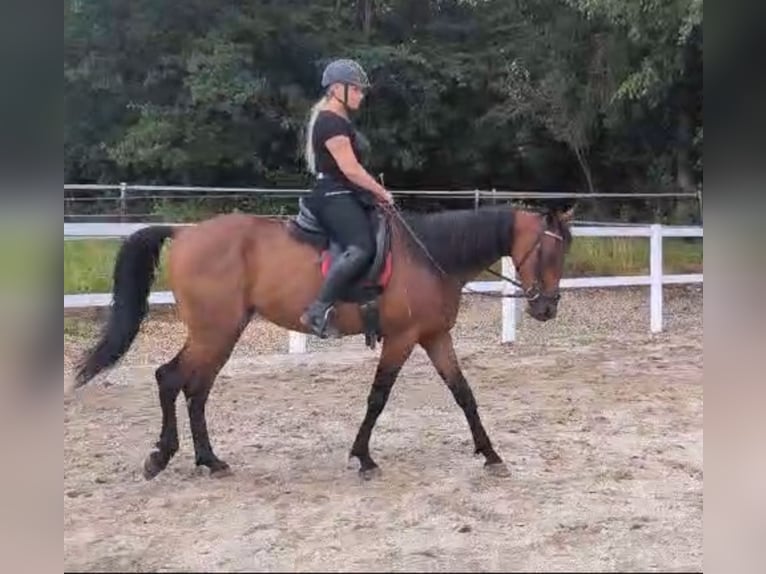 Hongaars sportpaard Ruin 7 Jaar 160 cm Bruin in Innernzell