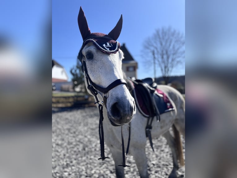 Hongaars sportpaard Mix Ruin 7 Jaar 165 cm Appelschimmel in Markneukirchen