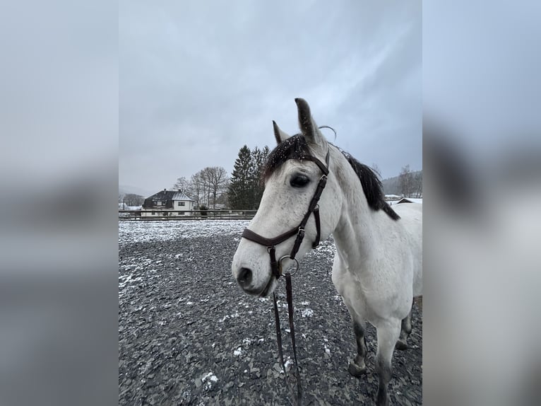 Hongaars sportpaard Mix Ruin 7 Jaar 165 cm Appelschimmel in Markneukirchen