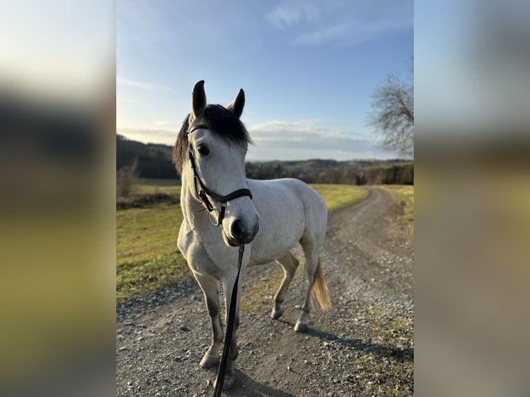 Hongaars sportpaard Mix Ruin 7 Jaar 165 cm Appelschimmel in Markneukirchen