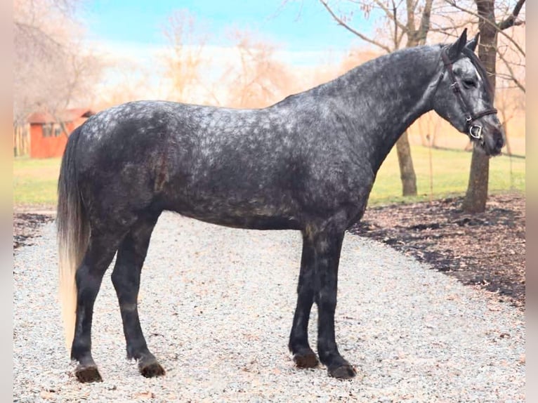 Hongaars sportpaard Mix Ruin 7 Jaar 165 cm Appelschimmel in B&#xE9;k&#xE9;scsaba