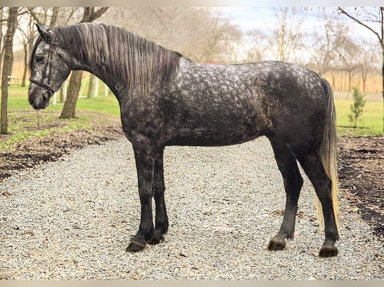 Hongaars sportpaard Mix Ruin 7 Jaar 165 cm Appelschimmel in B&#xE9;k&#xE9;scsaba