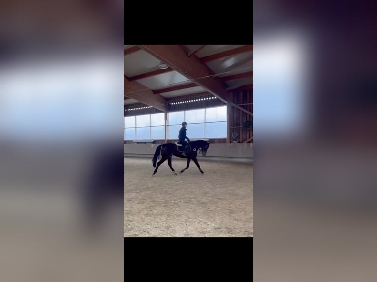 Hongaars sportpaard Ruin 7 Jaar 165 cm Donkerbruin in Pittenhart