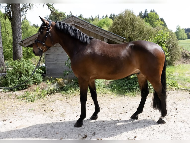 Hongaars sportpaard Ruin 7 Jaar 165 cm Donkerbruin in Pittenhart