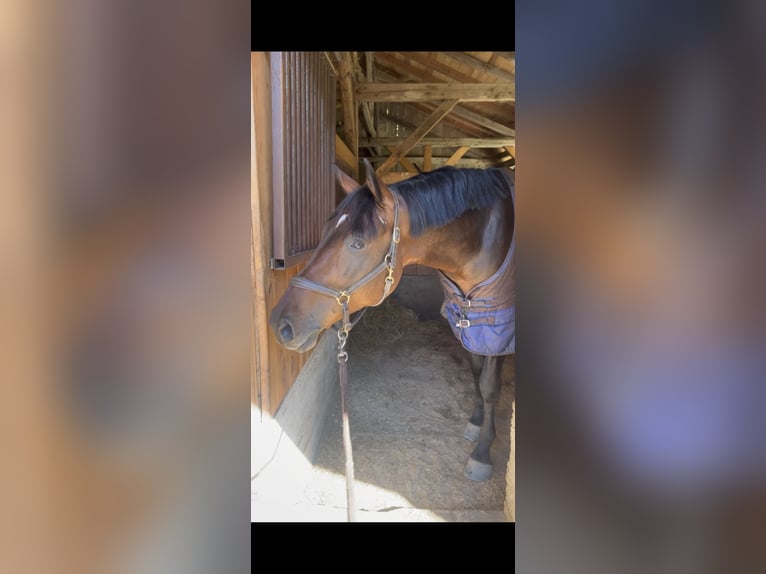 Hongaars sportpaard Ruin 7 Jaar 165 cm Donkerbruin in Pittenhart