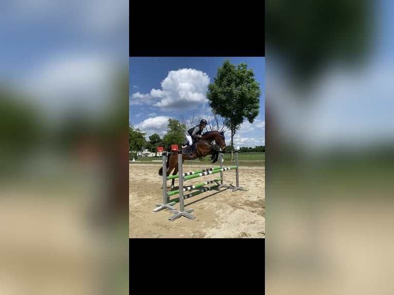 Hongaars sportpaard Ruin 7 Jaar 165 cm Donkerbruin in Pittenhart