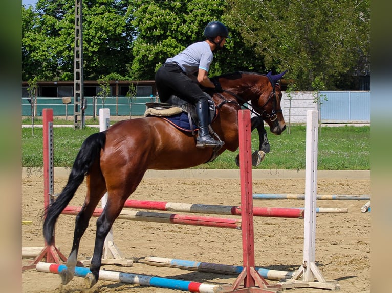 Hongaars sportpaard Ruin 7 Jaar 165 cm Roodbruin in Ács