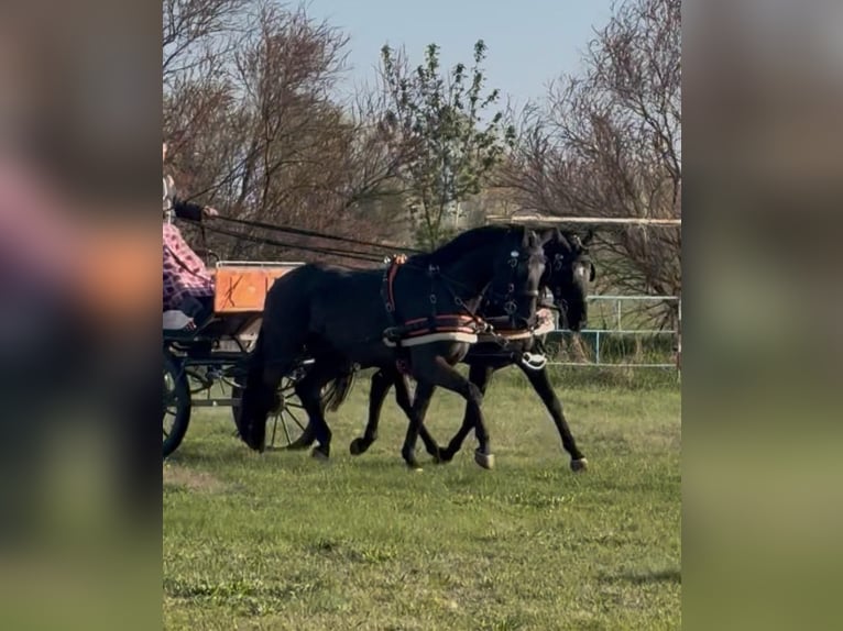 Hongaars sportpaard Ruin 7 Jaar 165 cm Zwart in Tass