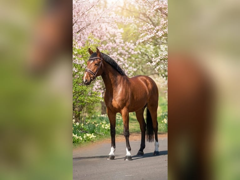 Hongaars sportpaard Ruin 7 Jaar 167 cm Bruin in Kecskemét