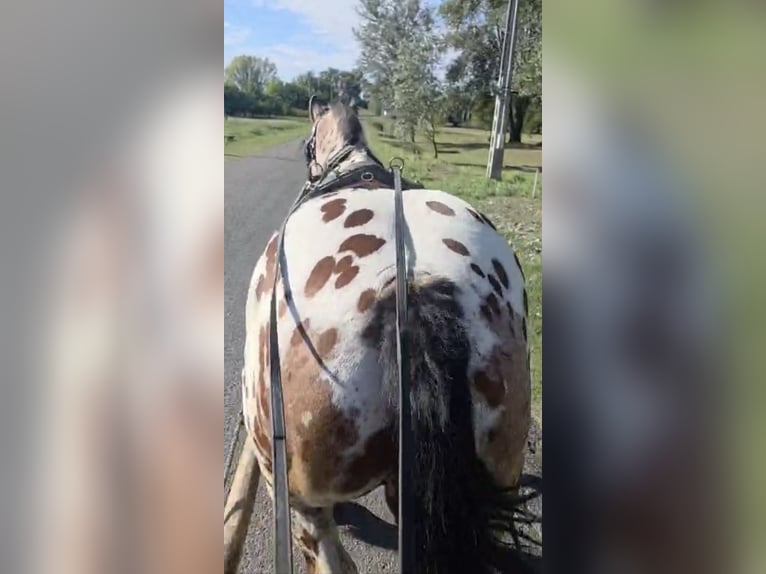 Hongaars sportpaard Ruin 7 Jaar 169 cm Appaloosa in Tass
