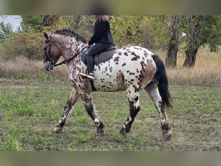 Hongaars sportpaard Ruin 7 Jaar 169 cm Appaloosa in Tass