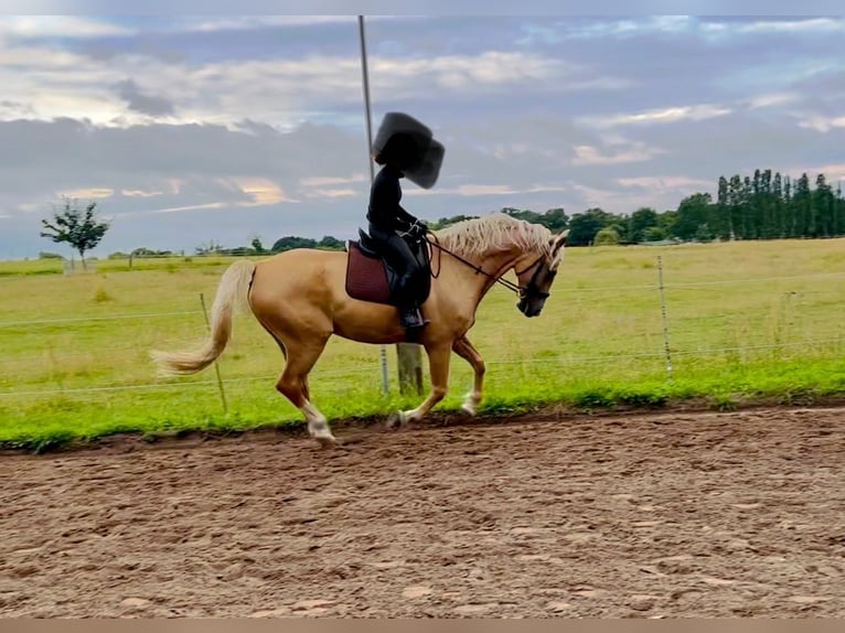 Hongaars sportpaard Ruin 7 Jaar 170 cm Palomino in Hönow