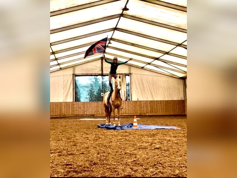 Hongaars sportpaard Ruin 7 Jaar 170 cm Palomino in Hönow