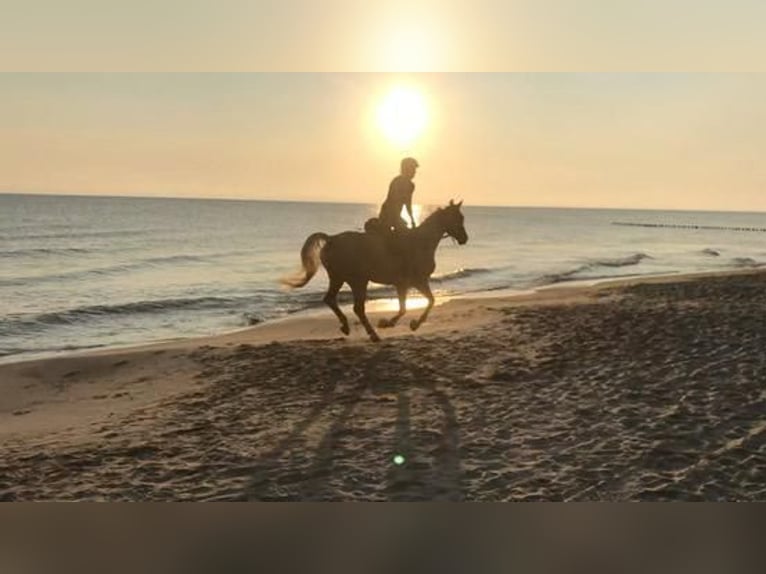 Hongaars sportpaard Ruin 7 Jaar 170 cm Palomino in Hönow