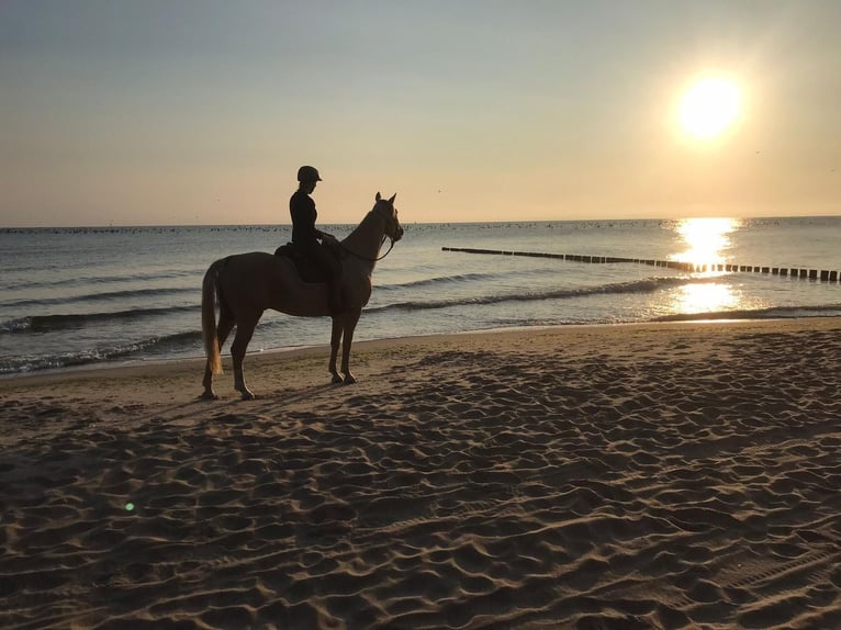 Hongaars sportpaard Ruin 7 Jaar 170 cm Palomino in Hönow