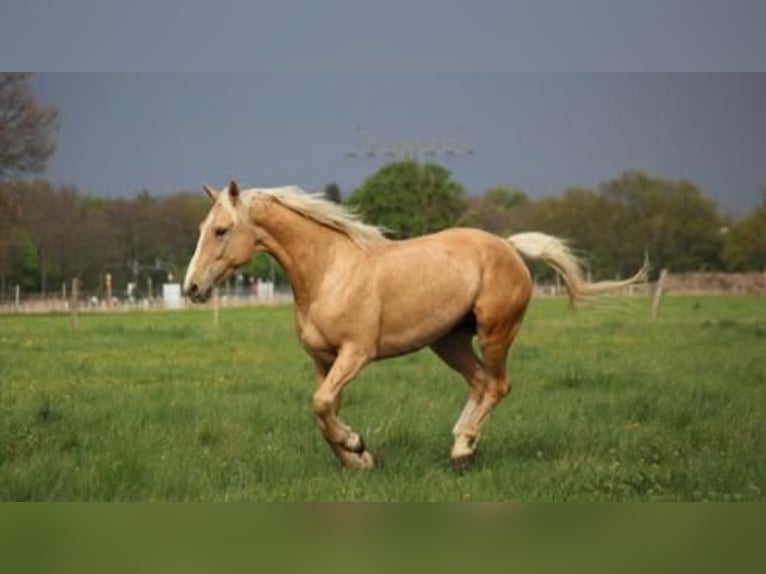 Hongaars sportpaard Ruin 7 Jaar 170 cm Palomino in Hönow