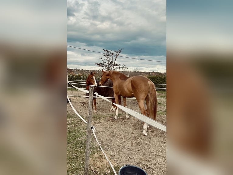 Hongaars sportpaard Ruin 7 Jaar 178 cm Donkere-vos in Balatonfüred