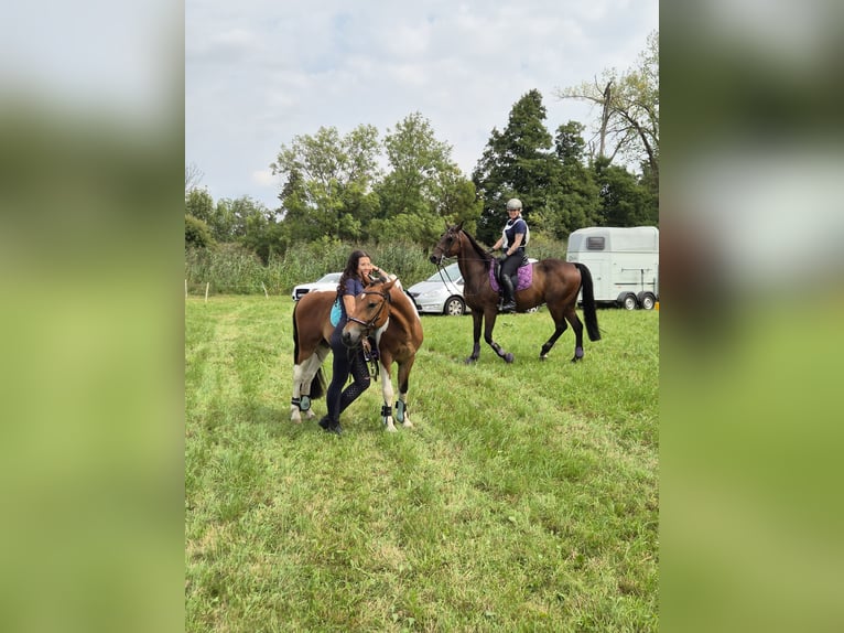 Hongaars sportpaard Mix Ruin 8 Jaar 134 cm Tobiano-alle-kleuren in Salzburg