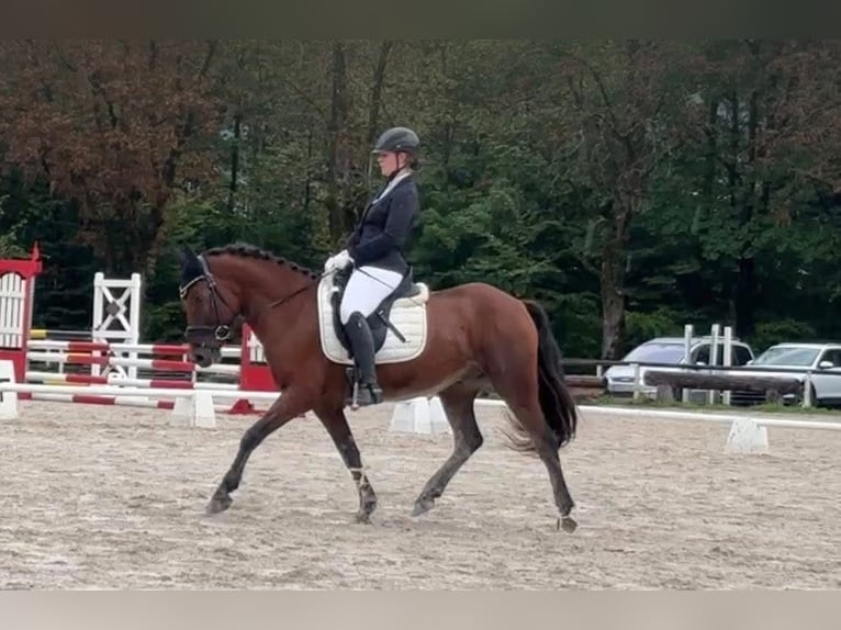 Hongaars sportpaard Ruin 8 Jaar 139 cm Bruin in Nußdorf