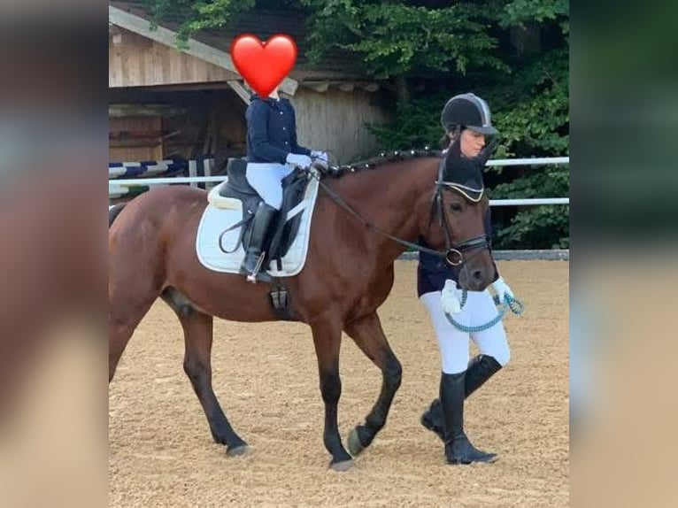 Hongaars sportpaard Ruin 8 Jaar 139 cm Bruin in Nußdorf