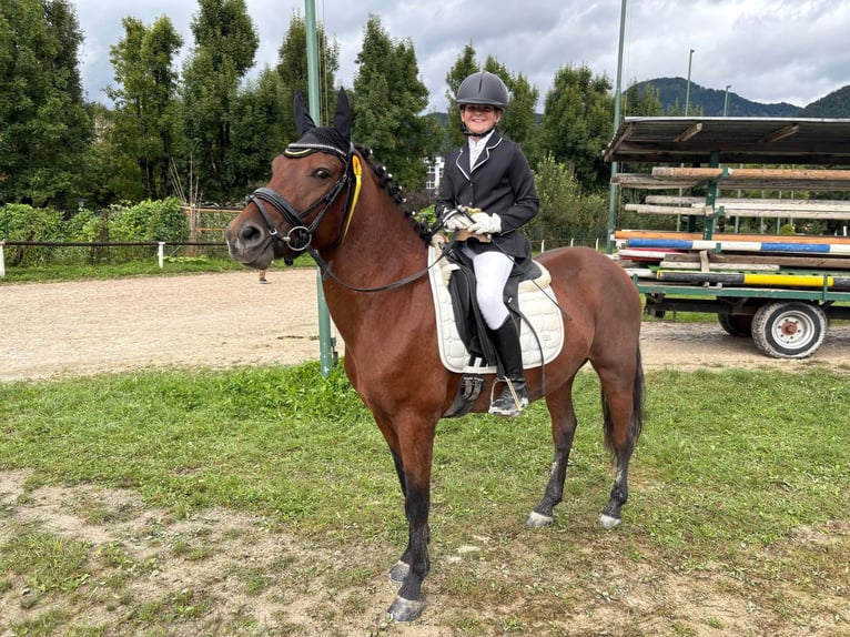 Hongaars sportpaard Ruin 8 Jaar 139 cm Bruin in Nußdorf